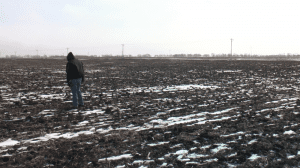 Conventional tilled soybean