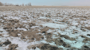 Conventional tilled wheat field