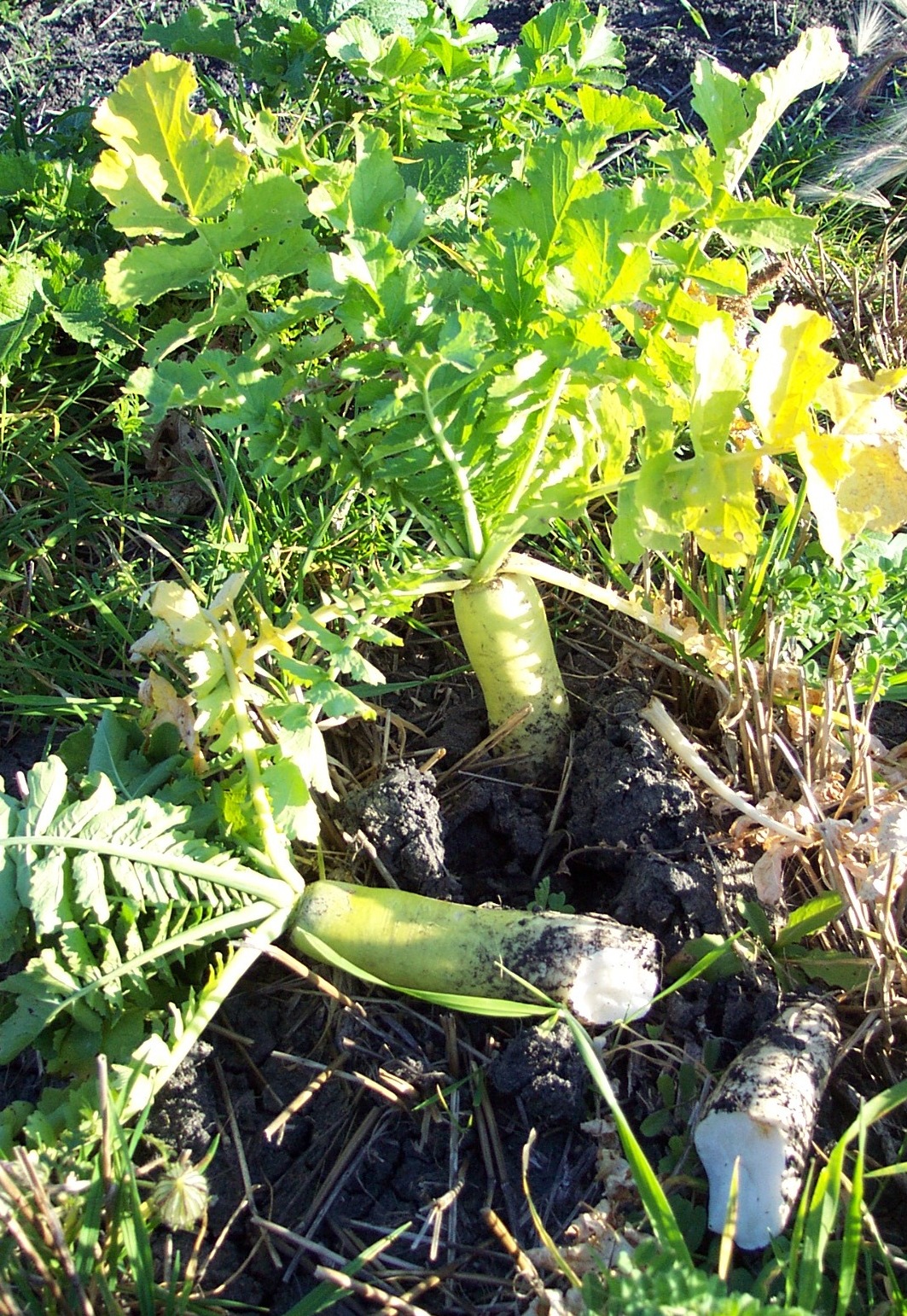 Radish in plot 102 8 oct 2010 NW 22