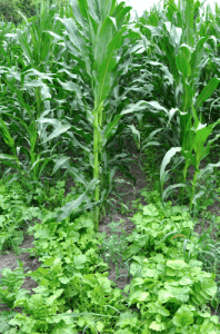 corn and inter seeded radish