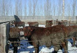 Clean steers in bedded pens gained faster. No bedding steers carry significant manure tag.