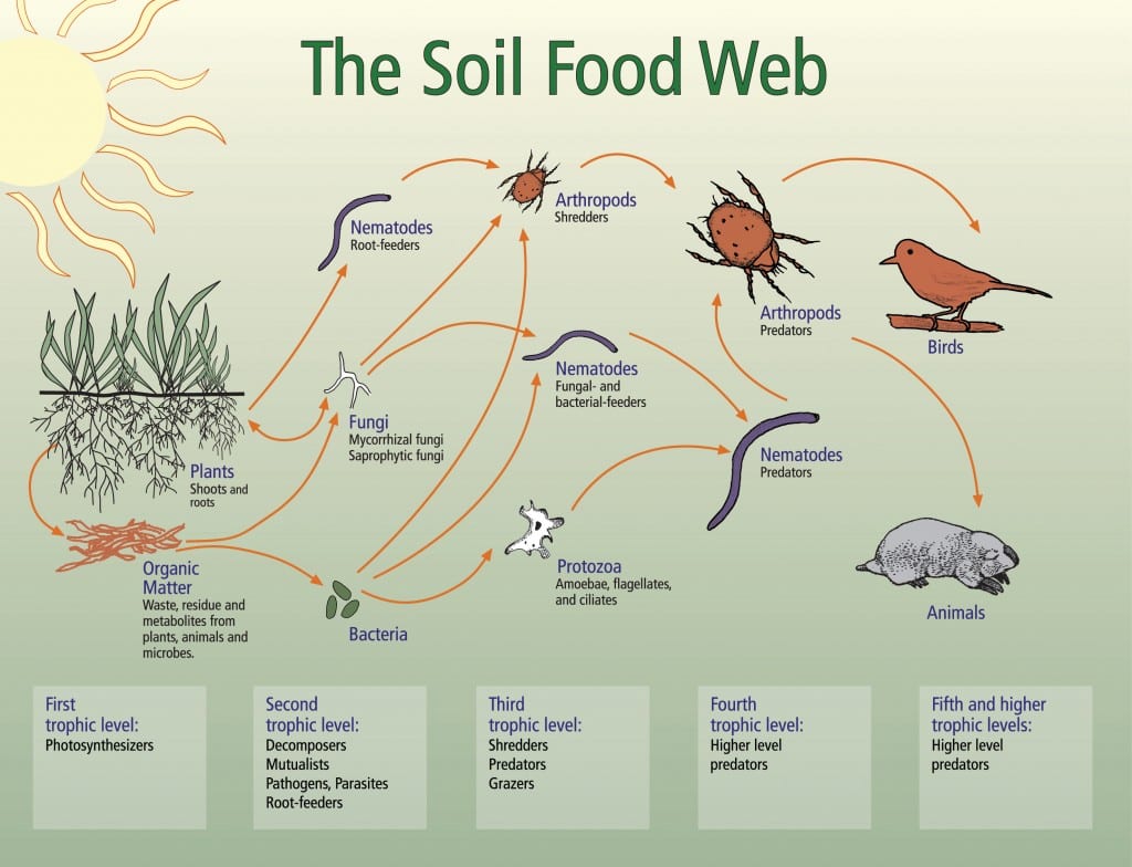 The Soil Food Web