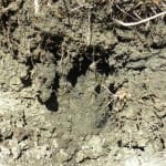 sodium-affected soil