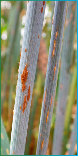 stem-rust-and-crown-ru-fmt