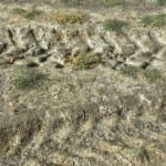 sodium causes dispersion