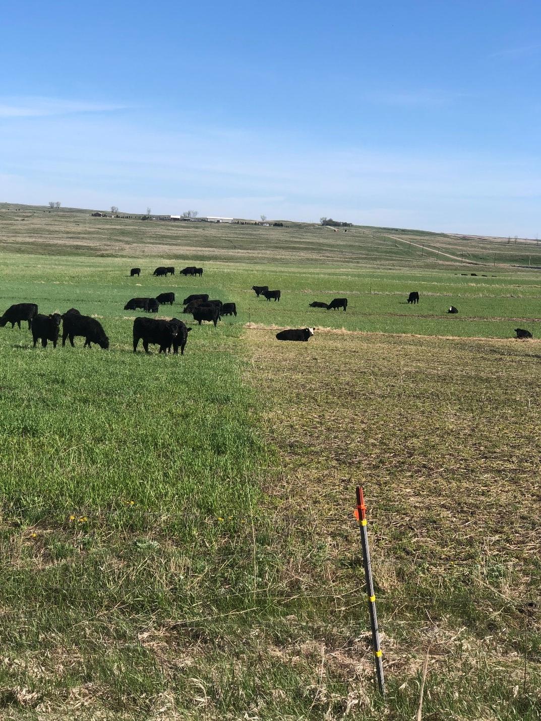 Yearling cattle graze on winter cereal forages in the spring. (线上赌博app photo)