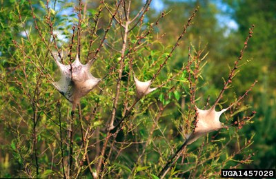 Silken tents from eastern tent caterpillars appear in the crotches of tree branches.