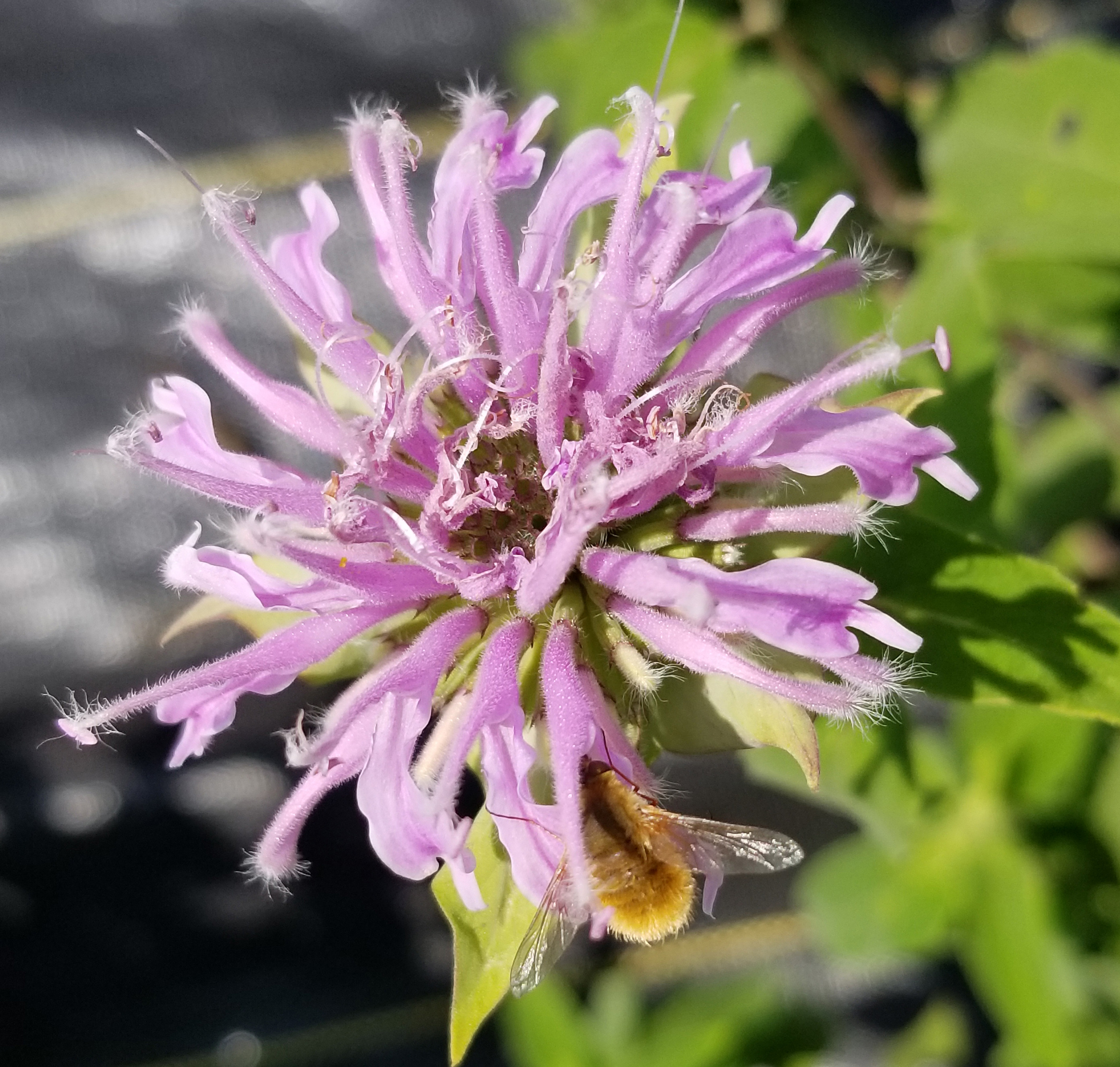 light purple monarda in bloom