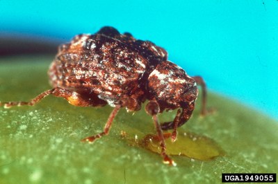 Adult plum curculio with curved snout