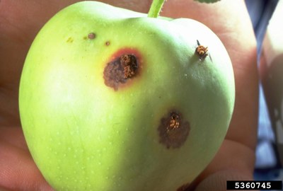 Tunnel entrances are often lined with insect frass caused by coddling moth