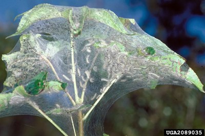 Fall webworms in their tent in tree branches