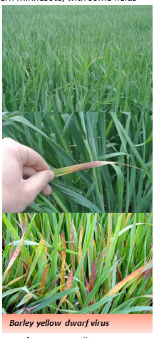 Photo of Barley yellow dwarf virus shown on leaves