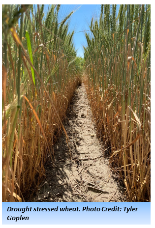 Two rows of drought stressed wheat