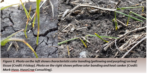 Fig. 1: Left: Color banding (yellowing, purpling) on leaf tissue (Credit: Friskop). Right: Yellow banding and heat canker.