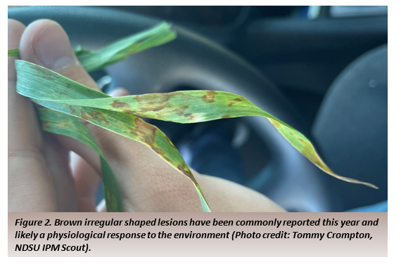 Fig. 2: Brown, irregular lesions likely indicate a physiological response to environmental conditions reported this year.