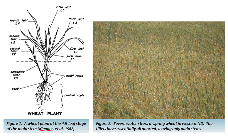 Fig. 1: Wheat plant at the 4.5 leaf stage. Fig. 2: Severe water stress in spring wheat, western ND, with aborted tillers, leaving only main stems.