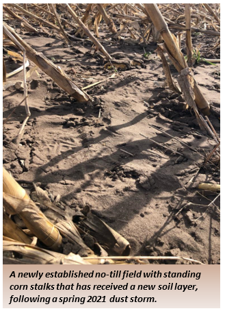 A newly established no-till field with standing corn stalks and a fresh soil layer, following a spring 2021 dust storm.