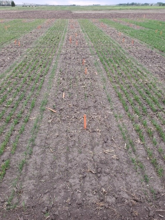 Poor seed germination in treated plots