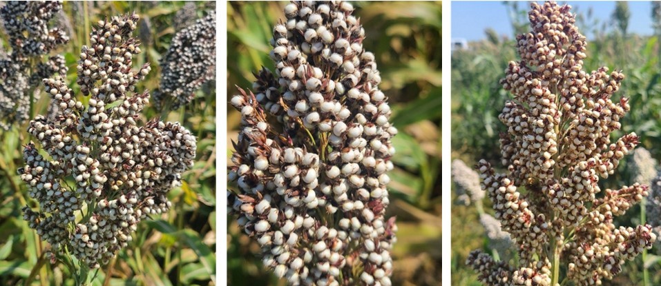 Sorghum grain heads