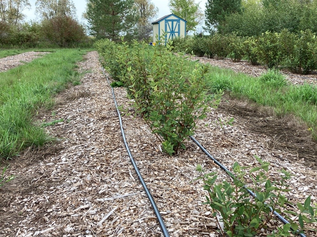 Young haskaps with drip tape