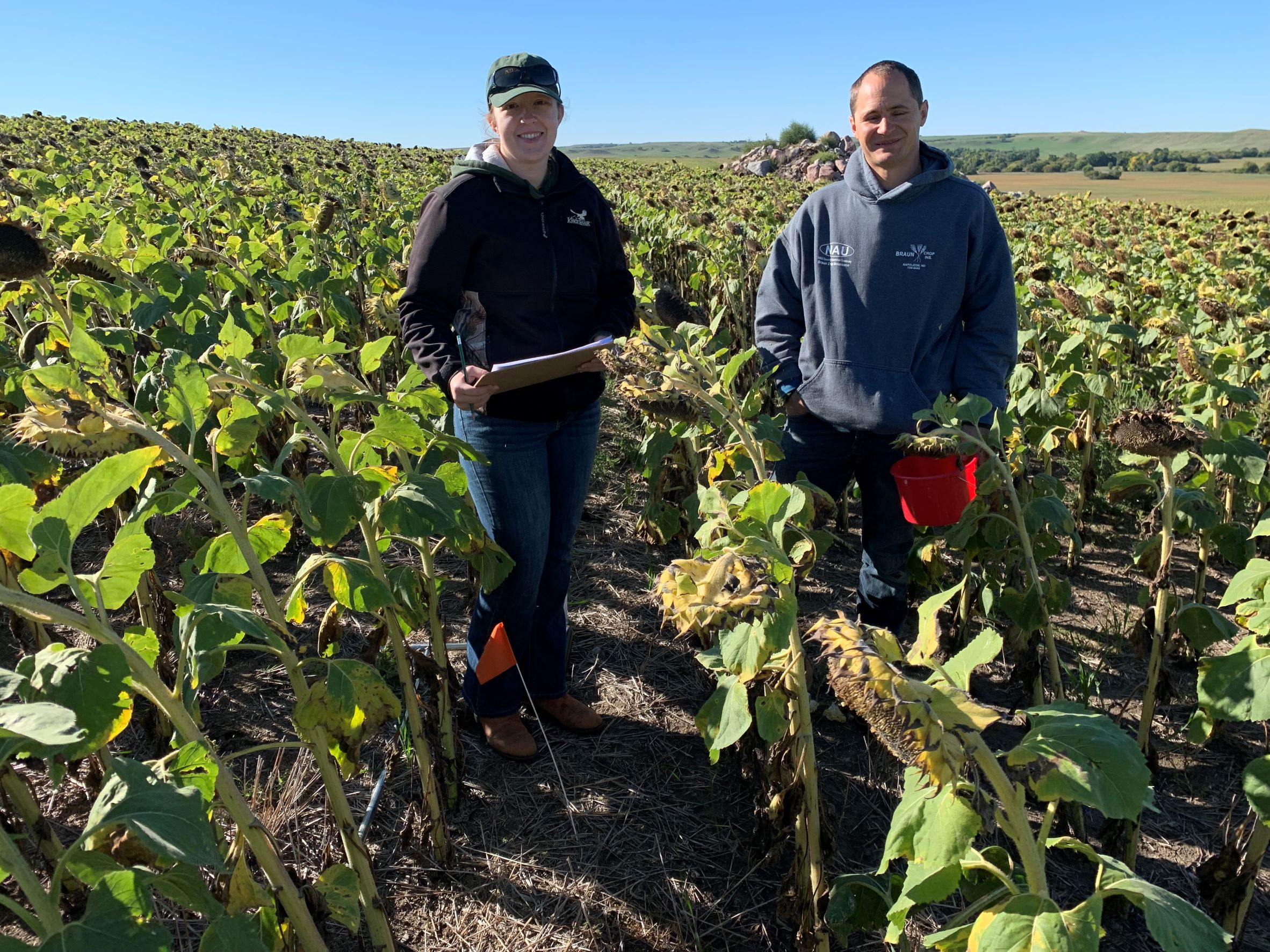 Two Extension agents examining sunflower plants.