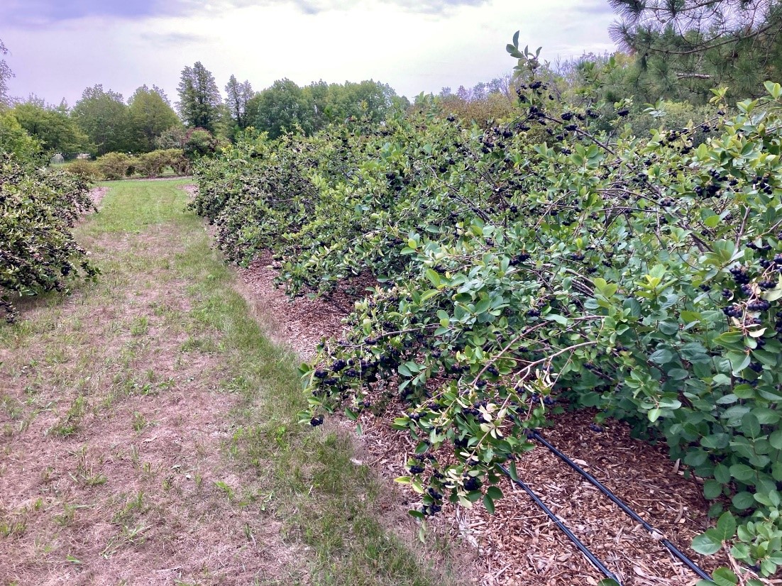 Rows of aronia shrubs with small, dark purple fruit