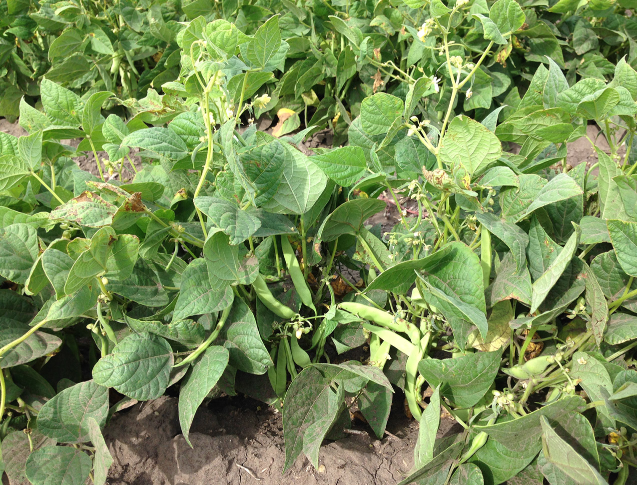 dry edible beans crop