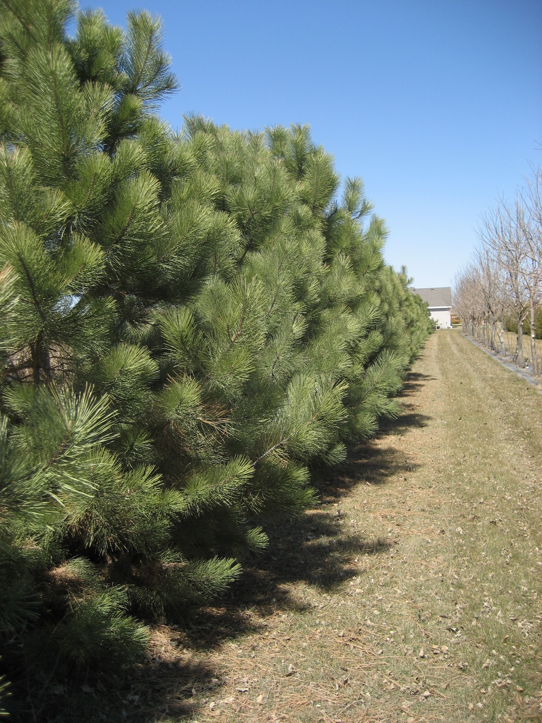 grass between windbreaks