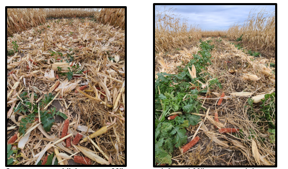 Cover crop establishment on 30