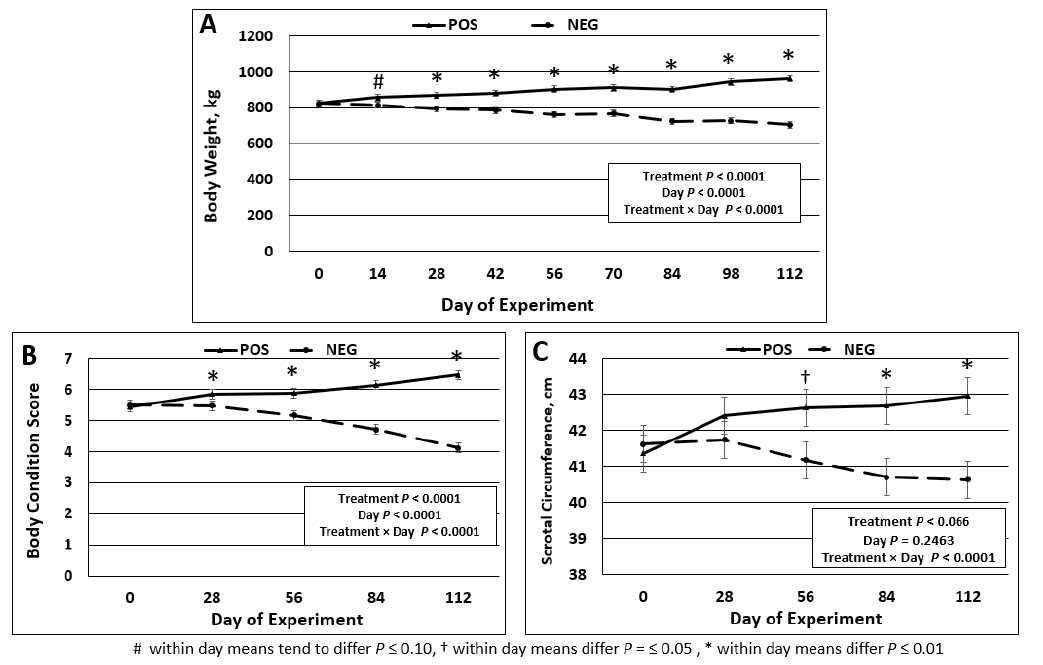 Three line charts showing body weight, condition score, and scrotal circumference of beef bulls on divergent nutrition planes.