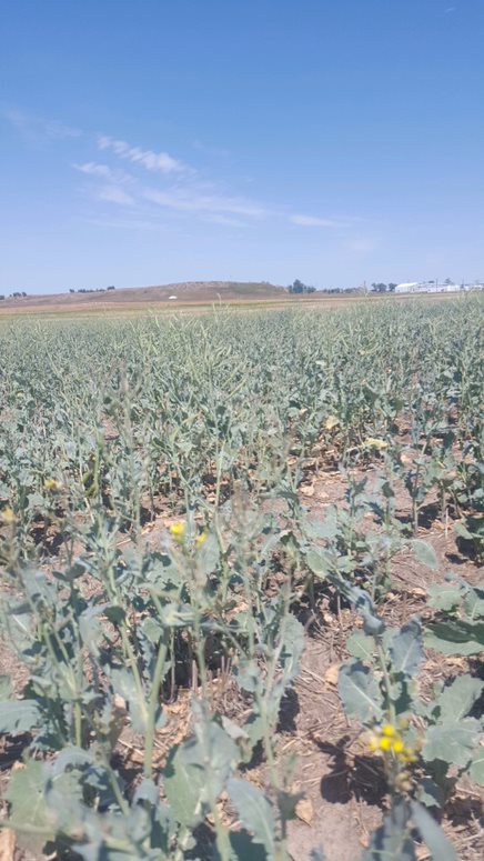 Canola in a field during drought
