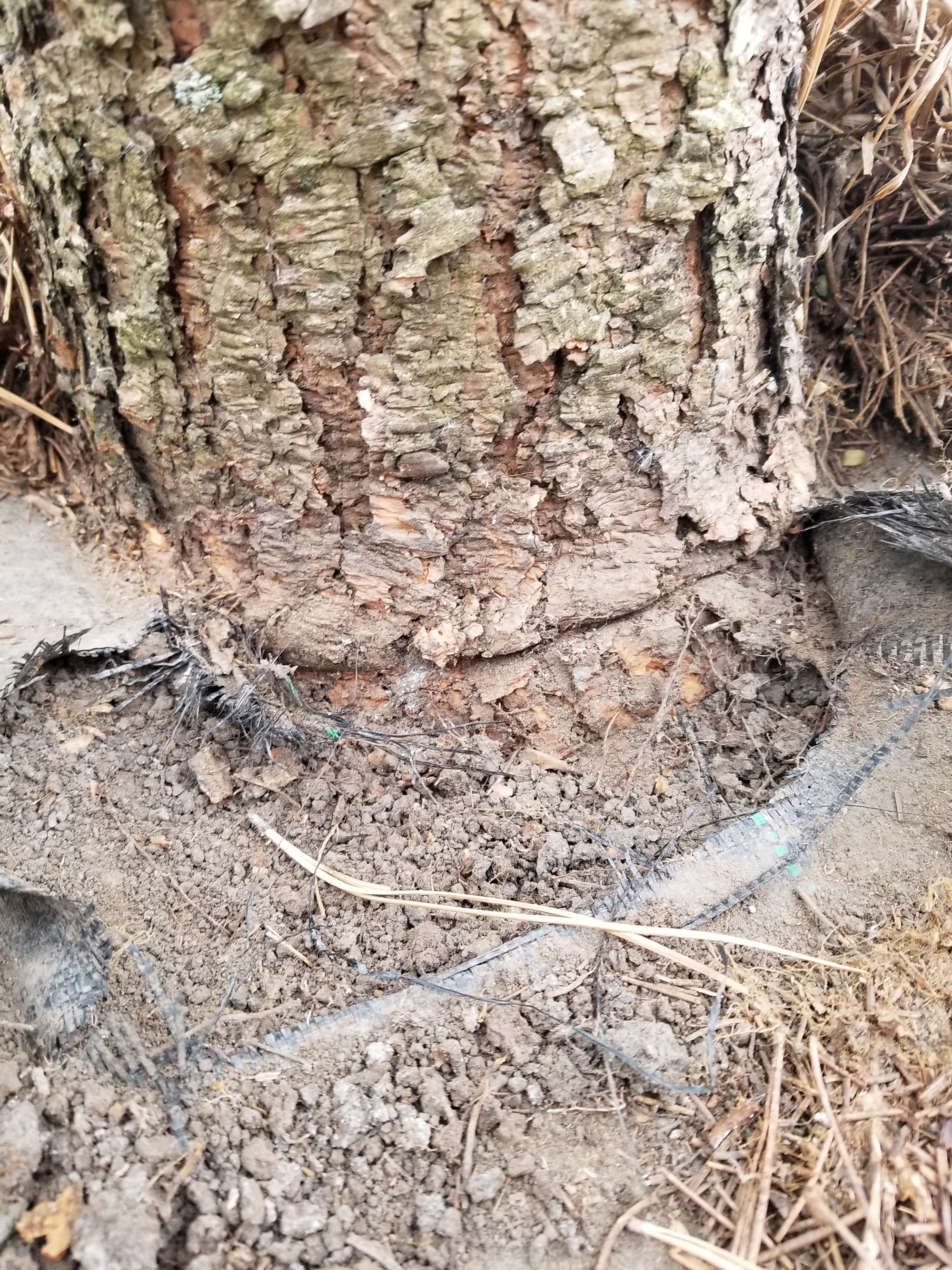 Weed barrier fabric around the bottom of a large tree trunk 