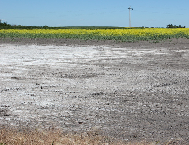 salt affected soil