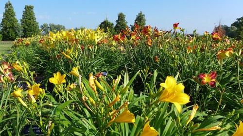 Flowers in the Daylily Display Gardens at the 线上赌博app Horticulture Research & Demonstration Gardens