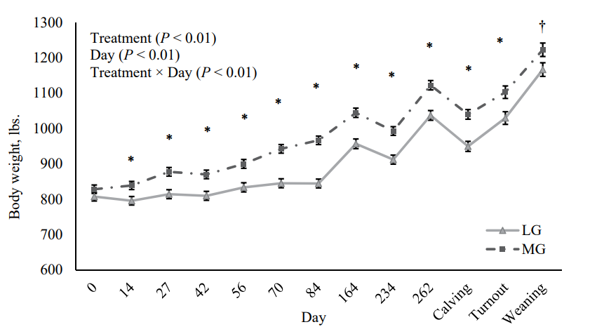 A graph shows heifer body weight affected by treatment × day interaction (P < 0.01), with MG heifers 122.1 lbs. heavier at day 84.