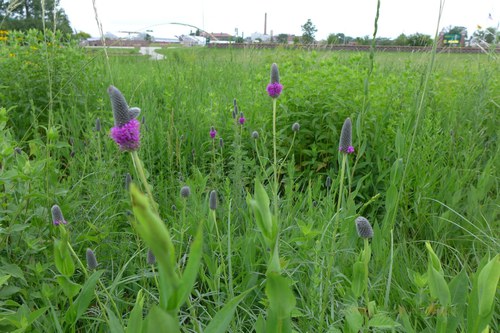 Plants in the Meadow Garden at the 线上赌博app Horticulture Research & Demonstration Gardens