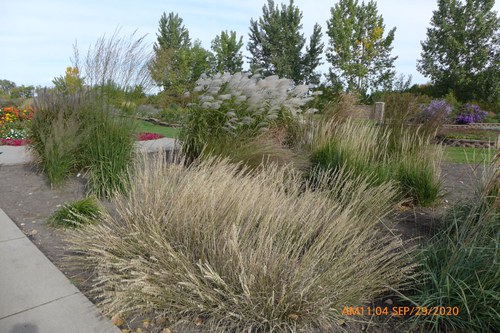 Ornamental grasses planted in a perennial bed at the 线上赌博app Horticulture Research & Demonstration Gardens
