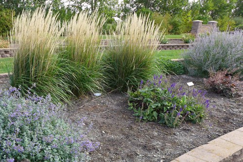 Perennials named ‘Perennial Plant of the Year’ bloom in a bed at the 线上赌博app Horticulture Research & Demonstration Gardens.