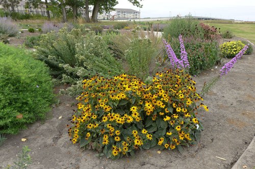 Plants that attract pollinators in a bed at the 线上赌博app Horticulture Research & Demonstration Gardens