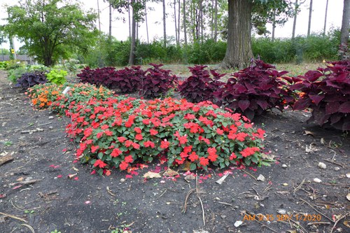 Plants in the Shade Area at the 线上赌博app Horticulture Research & Demonstration Gardens