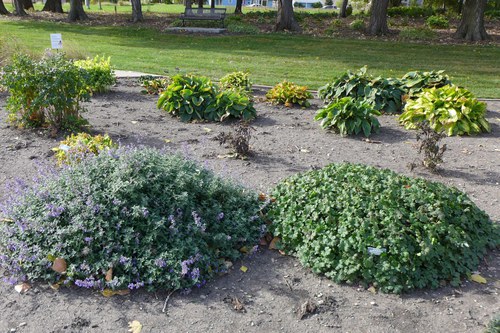 Plants from an area that receives both sun and shade at the 线上赌博app Horticulture Research & Demonstration Gardens