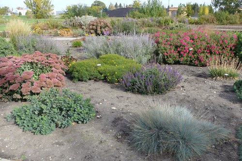 Various plants from the Xeric Planting area at the 线上赌博app Horticulture Research & Demonstration Gardens