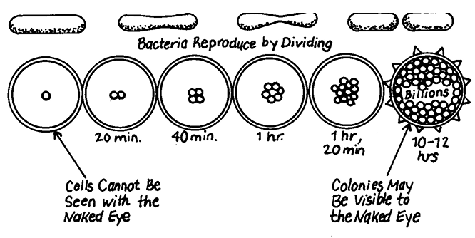 sketch showing how bacteria multiply