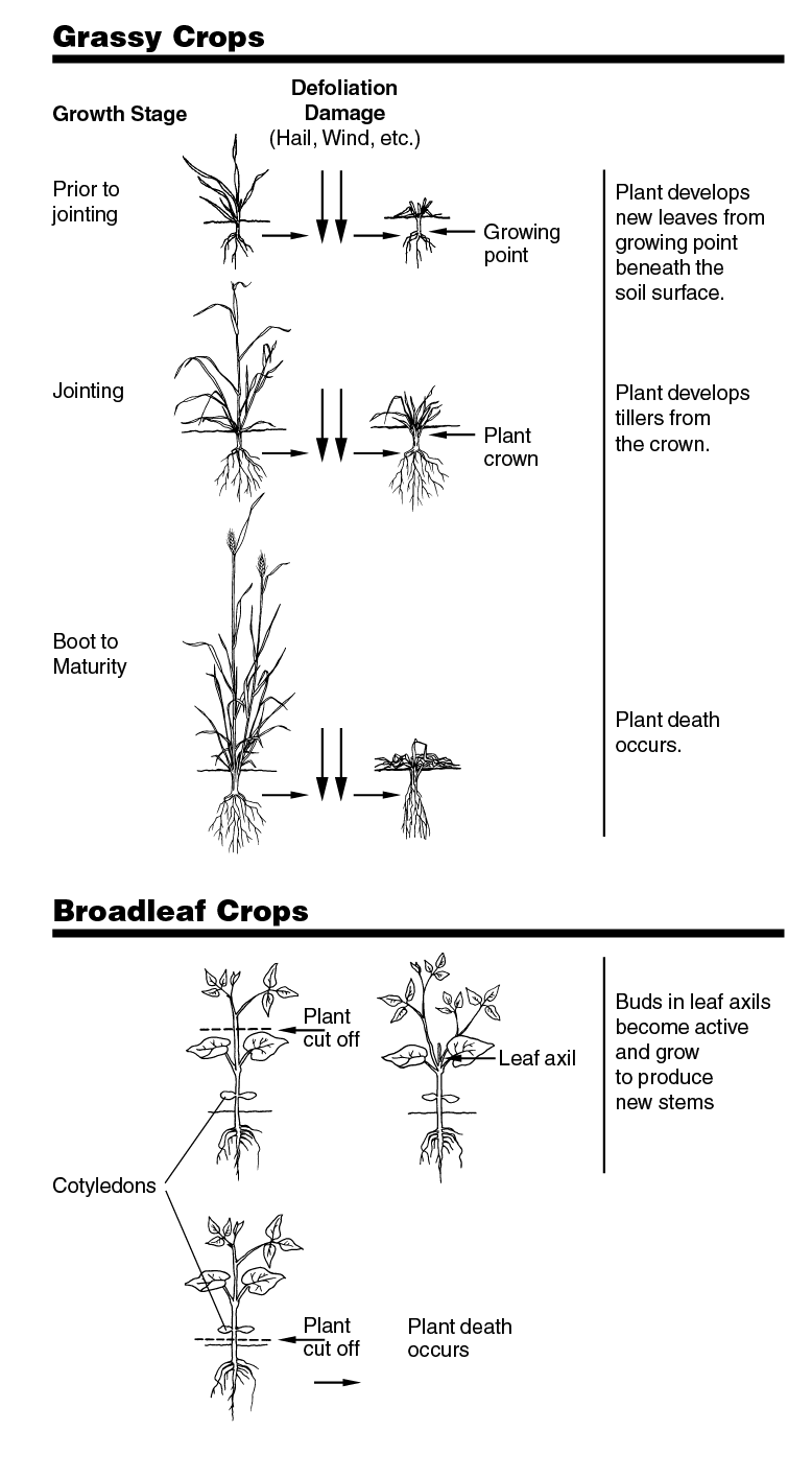 illustrations showing the effect of injury on crops at different growth stages