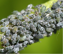 black bean aphids