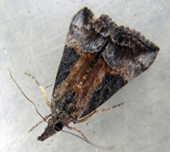 green cloverworm adult