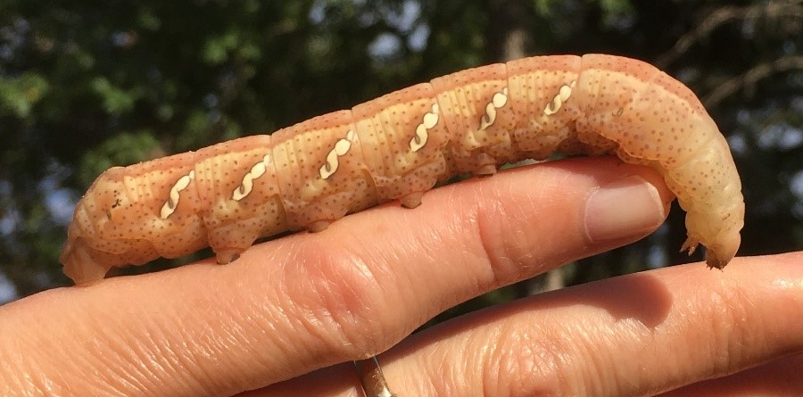 A very large tan caterpillar crawls on a hand, longer than a pinky and almost as thick. It has darker specks and three angled white spots on each segment.