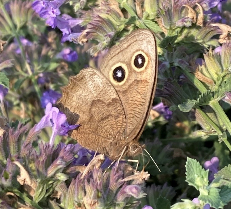 A medium-sized, dull grey-brown butterfly feeds on purple flowers, with two black spots with white centers, ringed in yellow on its forewings.