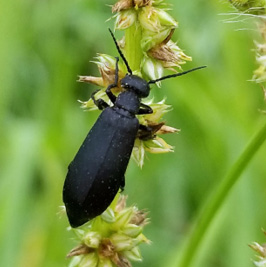 Black blister beetle