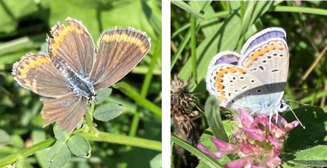 Two pictures of Melissa Blue butterflies: Female (left) is brown with orange edges; Male (right) is bright blue-purple. Both have grey undersides with black and orange spots.